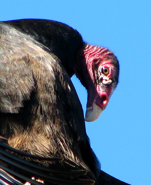 Turkey Vultures